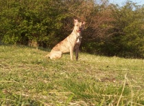 Ares + Zoe - Syrinka