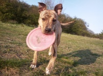 Ares + Zoe - Syrinka