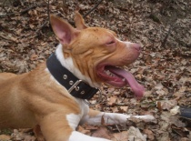 [field_gallery-nid]_[filefield-onlyname-original].[filefield-extension-original]