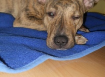 Ares + Zoe - Syrinka