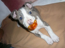 Ares + Zoe - Darinka