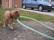 Ares + Zoe - Doriska