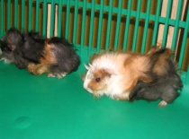 ODCHOV MLADÉ ROSETKY 2009