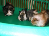 MLADÉ 2009-ODCHOV ROSETKY