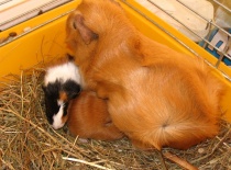 MATKA ROSETA S MLADÝMI