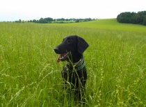 venčení jen tak na louce