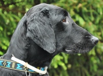 [field_gallery-nid]_[filefield-onlyname-original].[filefield-extension-original]