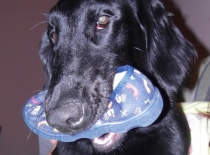 [field_gallery-nid]_[filefield-onlyname-original].[filefield-extension-original]