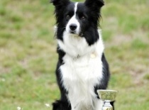 klubová výstava V1 CAC, vítěz třídy šampionů