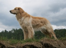 Aila profil   kopie 2 0