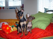 375989 2043704911254 177225529 n 0