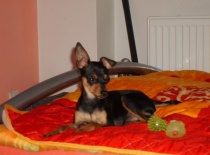 380786 1945443654784 98444144 n 0