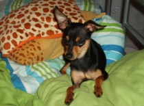 76220 3269896005265 1520589890 n 0