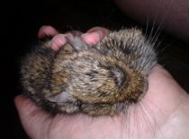 [field_gallery-nid]_[filefield-onlyname-original].[filefield-extension-original]