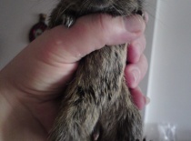 [field_gallery-nid]_[filefield-onlyname-original].[filefield-extension-original]