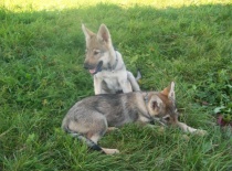 Akron a Assirius Diamond Tichý stín