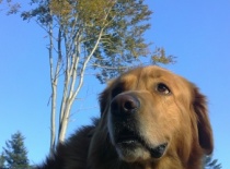 Čichám čichám člověčinu