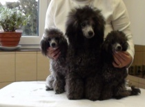 Noran a dve toy sestřičky - Nessi a Naomi