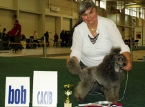 Interšampion - Little Aussie Věropa (otec Norank