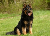 Arny z Malého údolí 