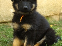 Art Legend od Minurky