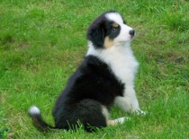 Ený- australský ovčák