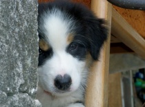 Na nose mám srdíčko.