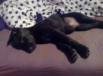 Unavená po procházce