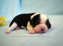 TR chlapeček Charming Black Princ