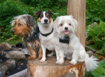 zľava: Maxíček, Kokinka, Eliška