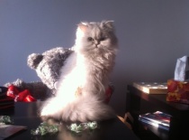 Prosím, prosím vyfoť mě