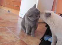 Pusu brácho - Sníh a Mikeš