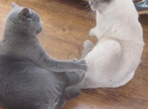 Trochu ti provětrám kožich jo,  Sníh a Mikeš