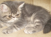 Kotata  20.6.2011a 003a