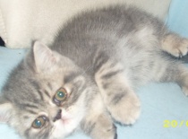 Kotata  20.6.2011a 006a