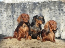 [field_gallery-nid]_[filefield-onlyname-original].[filefield-extension-original]