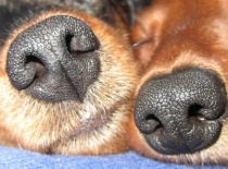 [field_gallery-nid]_[filefield-onlyname-original].[filefield-extension-original]