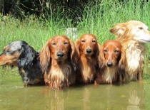 [field_gallery-nid]_[filefield-onlyname-original].[filefield-extension-original]