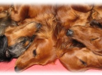 [field_gallery-nid]_[filefield-onlyname-original].[filefield-extension-original]