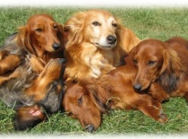 [field_gallery-nid]_[filefield-onlyname-original].[filefield-extension-original]