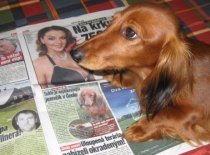 [field_gallery-nid]_[filefield-onlyname-original].[filefield-extension-original]