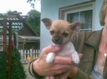 pejsek nar. 26.4.2011 Rambo + Čikita