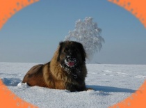 Agilík v zimě :)