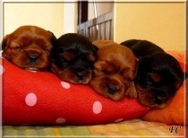 Evrinka a jej sourozenci