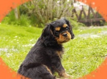 Evrinka jako štěňátko