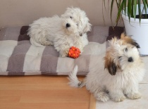 Alvin a Archibald 27.5.2012