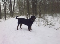 Rikkošek na procházce v parku