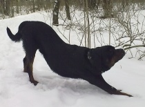 dovádění ve sněhu