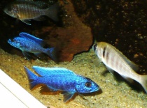 Sciaenochromis fryeri