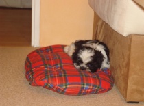 svůj pelíšek jsem si hned poznal